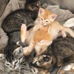 Five Kittens Rescued from Cardboard at Abbotsford Facility – Kittens Found In Cardboard Being Loaded Onto Compactor In Abbotsford