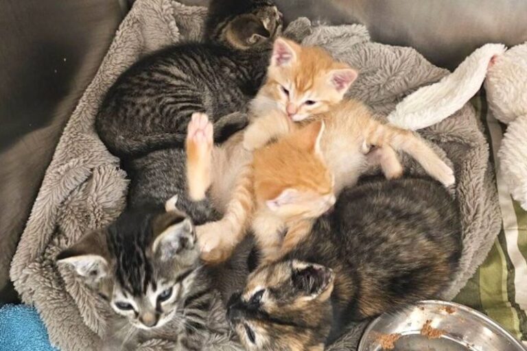 Five Kittens Rescued from Cardboard at Abbotsford Facility – Kittens Found In Cardboard Being Loaded Onto Compactor In Abbotsford
