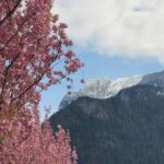Spring Blooms and Snow-Capped Peaks: A Stunning Contrast – Community Camera: Spring Blossoms Explode Under The Peak Of Mount Hope