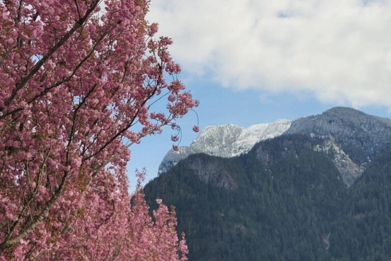 Spring Blooms and Snow-Capped Peaks: A Stunning Contrast – Community Camera: Spring Blossoms Explode Under The Peak Of Mount Hope