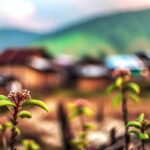 Sibuk Village in Arunachal Pradesh Blossoms as Flower Tourism Hub