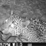 Ecologists Track Wildlife as Border Wall Construction Accelerates – BioBlitzers Catalog Wildlife In U.S., Mexico As Walls Go Up Along Border