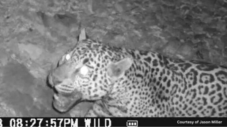 Ecologists Track Wildlife as Border Wall Construction Accelerates – BioBlitzers Catalog Wildlife In U.S., Mexico As Walls Go Up Along Border