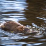 Platypuses Thrive Again in Hacking River Ecosystem – Platypus Return