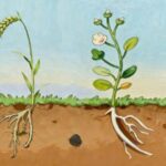 New Study Reveals Plant Roots Avoid Rotting Matter Proactively – Plant Roots Can Sense Rot And Grow Away From It