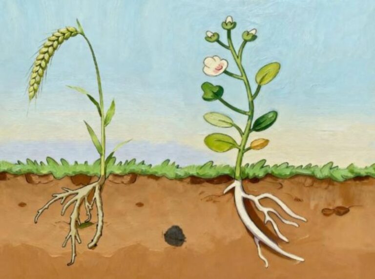 New Study Reveals Plant Roots Avoid Rotting Matter Proactively – Plant Roots Can Sense Rot And Grow Away From It