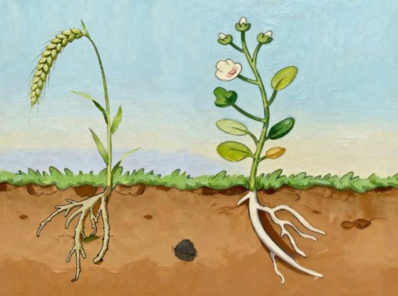 New Study Reveals Plant Roots Avoid Rotting Matter Proactively – Plant Roots Can Sense Rot And Grow Away From It Plant roots can sense rot and grow away from it - New Study Reveals Plant Roots Avoid Rotting Matter Proactively - Plant Roots Can...