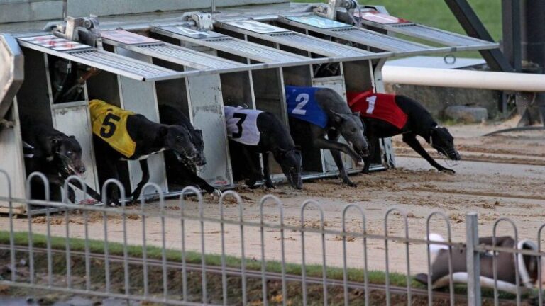 Fraud Investigation Launched at Greyhound Racing Ireland – Investigation Launched Into Three Suspected Fraud Cases At Greyhound Racing Ireland